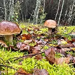 Дом отдыха Wypoczynek Kocia Gora