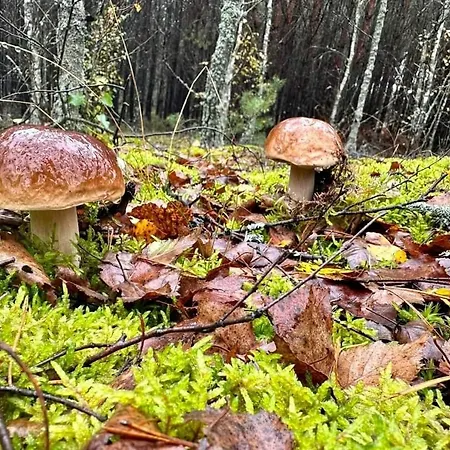 度假居 Wypoczynek Kocia Gora