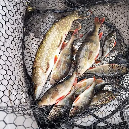 Wypoczynek Kocia Gora Dziemiany