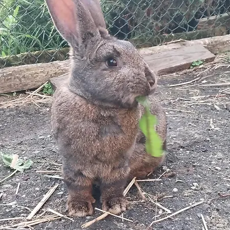 度假居 Wypoczynek Kocia Gora *