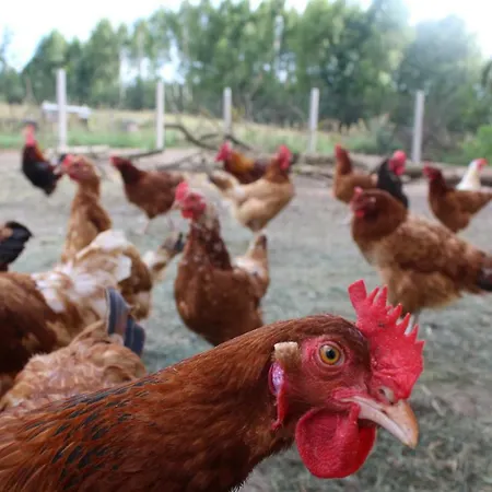 Wypoczynek Kocia Gora