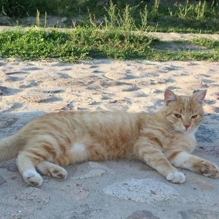 Wypoczynek Kocia Gora Dziemiany