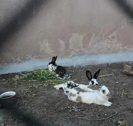 Wypoczynek Kocia Gora 別荘