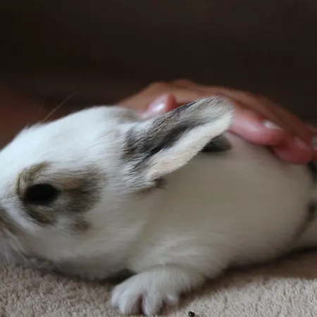 Wypoczynek Kocia Gora