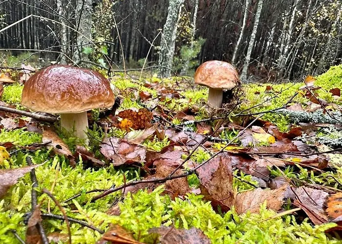 Dom wakacyjny Wypoczynek Kocia Góra