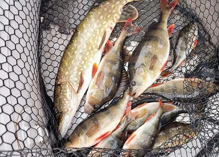 Wypoczynek Kocia Gora Dziemiany