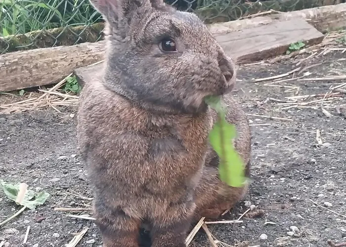 Prázdninový dům Wypoczynek Kocia Gora *