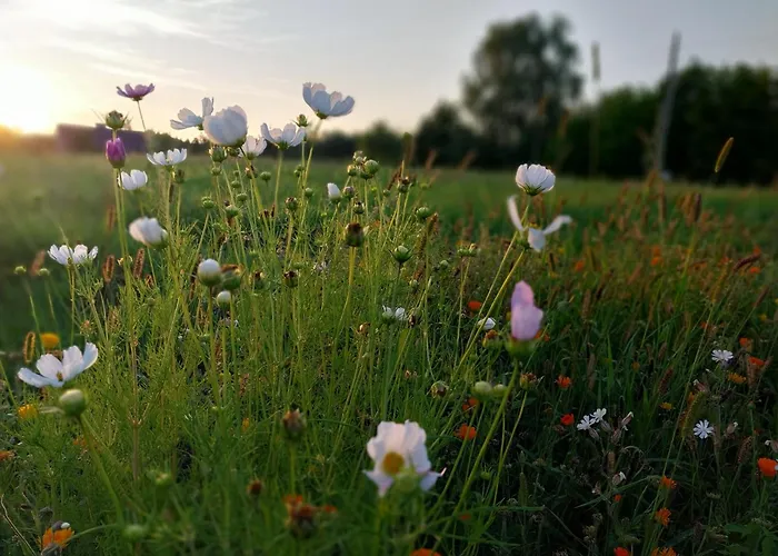 Wypoczynek Kocia Gora * Dziemiany