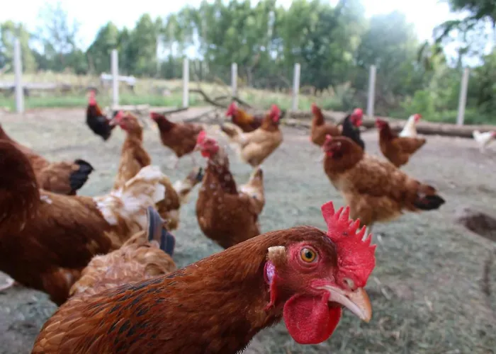 Wypoczynek Kocia Gora