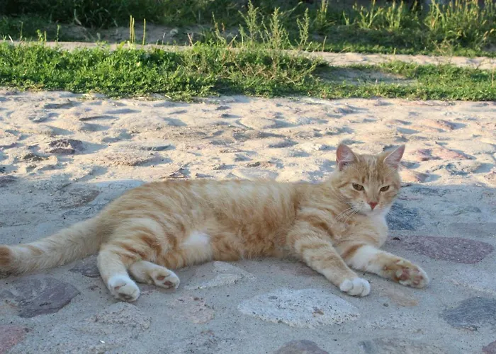 Wypoczynek Kocia Gora Dziemiany