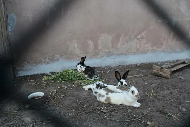 Wypoczynek Kocia Gora Prázdninový dům