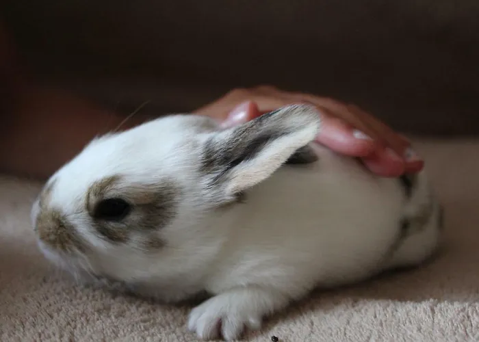 Wypoczynek Kocia Gora